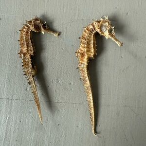 Premium Dried Seahorse for Reptile Terrariums